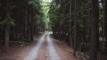 dirt road through a forest 