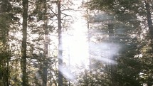 rays of sunlight shining through the trees in a forest 