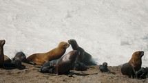 Sea Lions And Seals On Foamy Ocean Waves In Peninsula Valdes, Patagonia, Argentina - Close Up, Slow Motion	