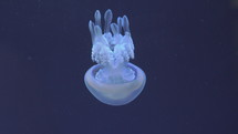 Slow motion close-up shot of barrel jellyfish swimming in dark blue water. Rhizostoma pulmo