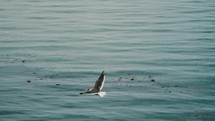 Dolphin Gull Birds Flying Near Ushuaia Resort Town In Tierra del Fuego Archipelago, Argentina. Tracking Shot