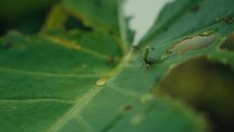 Large ants crawling around and eating a tropical plant 