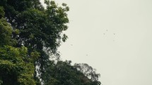 Wild tropical birds perched in the trees of a rainforest jungle