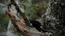 Close Up Of Magellanic Woodpecker Pecking On Tree Branch In The Forest In Tierra del Fuego National Park, Argentina