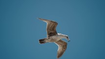 Juvenile Seagull Soaring Against The Blue Sky In Baja California Sur, Cabo, Mexico. - closeup shot