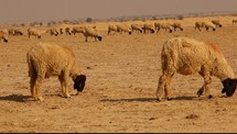 sheep grazing in drought stricken land 