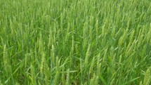 tops of green wheat 