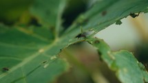 Large ants crawling around and eating a tropical plant 