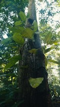 Tropical trees and plant life in the rainforest jungles of Costa Rica