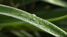 water drops on a blade of grass 