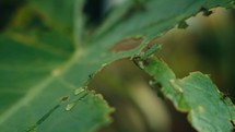 Large ants crawling around and eating a tropical plant 