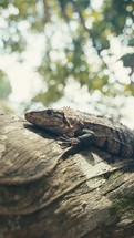 Large lizards in the rainforest jungle of a tropical country 