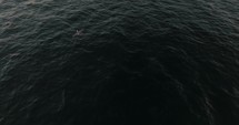 Drone shot of Seabird Flying Over The Ocean Water At Sunset In Guanacaste, Costa Rica