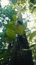 Tropical trees and plant life in the rainforest jungles of Costa Rica