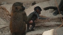 Baby Baboon With Its Mother In The Zoo - close up	