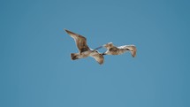 Young Seagulls Flying In Daytime In Summer In Baja California Sur, Cabo, Mexico. - closeup shot