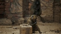 A Male Baboon Sitting And Eating - wide shot	
