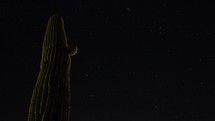 Timelapse of stars above a towering Saguaro cactus