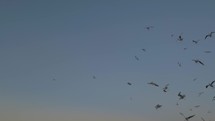 Flying seagulls against evening sky