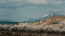 Magellanic Cormorants Nestled Over Rocky Islands In Beagle Channel Near Ushuaia In Tierra del Fuego, Argentina. Aerial Shot	