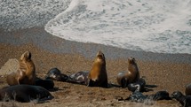 Killer Whale Beach With Sea Lion Colony At Peninsula Valdes In Patagonia, Argentina. Slow Motion Shot	