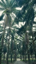 Tropical trees and plant life in the rainforest jungles of Costa Rica