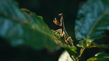 Tropical insects in the rainforest jungle of Costa Rica