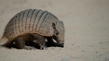Lone Pygmy Armadillo Foraging In The Sand In Valdes Peninsula, Chubut Province, Argentina. - close up shot	