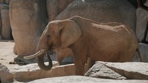African elephant eating in the zoo