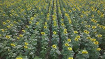 Aerial view of dense sunflower field with blooms turned towards lens