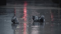 Pigeons cleaning feathers in the puddle