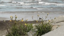 Sea shore with yellow flowers growing among the stones