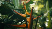 Tropical trees and plant life in the rainforest jungles of Costa Rica