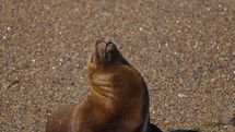 Sleepy Sea Lion By The Beach In Valdes Peninsula, Patagonia, Argentina - Close Up	