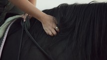 Female hand scratching a horse's black mane. Closeup of woman stroking her mare with love