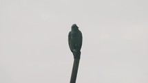 Festive Parrot Perched On Top Of A Wood Against Gray Sky Then Fly Away. low angle	