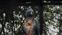 Watchful Black-and-chestnut Eagle In Wild Forest Of South America. Close Up	