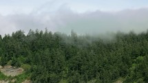 fog and clouds in tree tops 