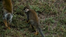 Curious Squirrel Monkeys Sitting On The Grass - close up	