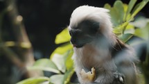 Portrait Of Cotton-headed Tamarin Eating In Tropical Forest Of Northwestern Colombia. Selective Focus Shot