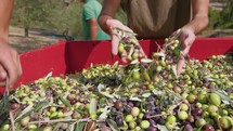 Hand touches the olive for extra virgin oil production