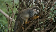 Curious Squirrel Monkey On A Tree In The Jungle - close up	