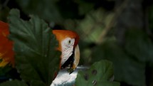 Scarlet Macaw Eating Behind Green Foliage. Selective Focus Shot	