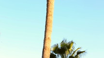palm tree in the wind 