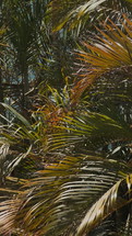 Tall palm trees sway under strong winds, their fronds moving rhythmically against the sky. The motion of the trees highlights the natural force of the wind, creating a dynamic yet serene scene. The vertical view captures the height and movement of the palms as they respond to the changing weather.