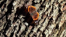  Monarch Butterfly Flying Off Oak Tree