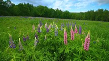 Colorful Lupines Blowing In The Wind