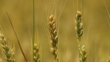 Yellow grain ready for harvest growing in a farm field.
