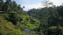 Ubud Bali Indo aerial cinematic drone