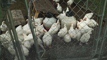 Chickens, hens, roosters in a fence on a small farm, homestead in cinematic slow motion.